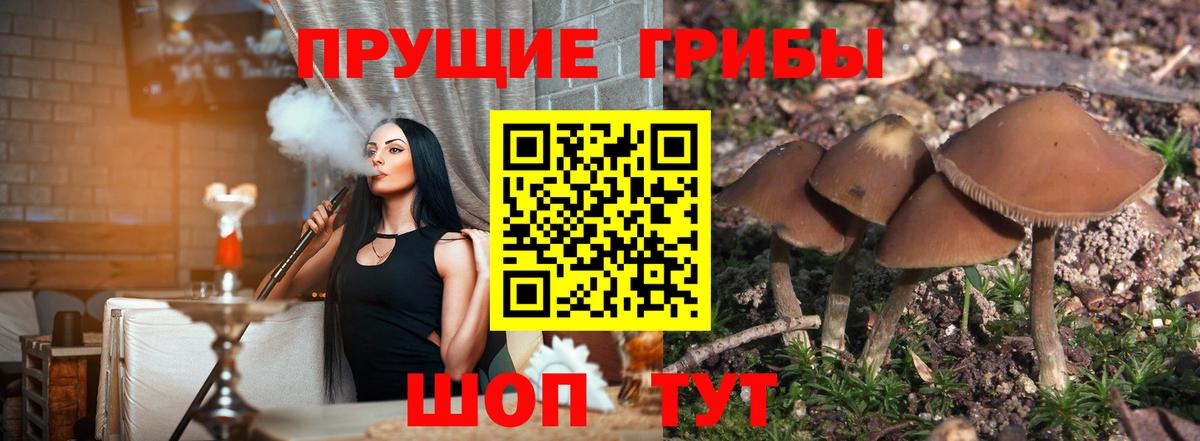 магазин продажи наркотиков  Вход с VPN  Галлюциногенные грибы Psilocybe  Красноуфимск  Псилоцибиновые грибы GOLDEN TEACHER 